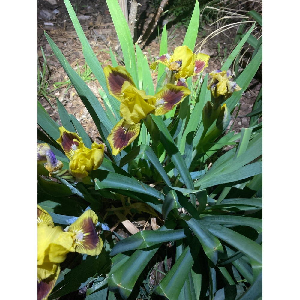 Yellow Burgundy Bearded Iris Rhizomes Perennial Spring Flowering Garden Bulbs